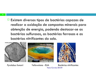 Existem diversos tipos de bactérias capazes de realizar a oxidação de compostos minerais para obtenção de energia, podendo destacar-se as bactérias sulfurosas, as bactérias ferrosas e as bactérias nitrificantes do solo. Pyrolobus fumarii   Yellowstone - EUA Bactérias nitrificantes Nuno Correia 08-09 