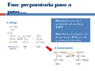 Fase preparatoria paso a
paso….
5. Isomerización
4. Clivaje
Aldolasa
DHA
F
GA3FFructuosa-1,6-
bifosfato
Triosa fosfato
isomerasa
DHAF GA3F
 Paso4: fo rm ació n de l
m e tabo lito inte rm e diario
GA3F
 Paso5: re acció n tie nde a la
fo rm ació n de G3F, po r e llo
se fo rm an 2 piruvato s
 