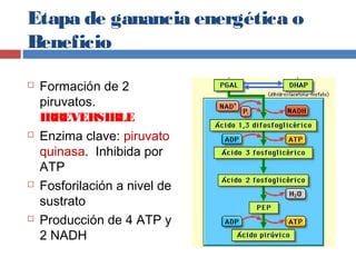 Etapa de ganancia energética o
Beneficio
 Formación de 2
piruvatos.
IRREVERSIBLE
 Enzima clave: piruvato
quinasa. Inhibida por
ATP
 Fosforilación a nivel de
sustrato
 Producción de 4 ATP y
2 NADH
 