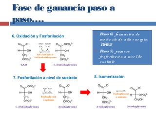Fase de ganancia paso a
paso….
Gliceraldehído-3-
fosfatodeshidrogenasa
1, 3-bifosfogliceratoGA3F
6. Oxidación y Fosforilación
7. Fosforilación a nivel de sustrato
 Paso 6: fo rm ació n de
m o lé cula de alta e ne rg ía:
NADH
 Paso 7: prim e ra
fo sfo rilació n a nive lde
sustrato
Fosfoglicerat
o quinasa
3-fosfoglicerato1, 3-bifosfoglicerato
8. Isomerización
Fosfoglicerat
o mutasa
3-fosfoglicerato 2-fosfoglicerato
 