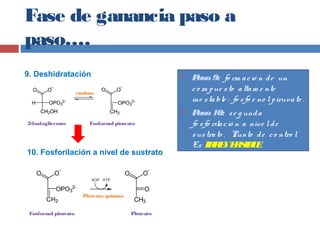Fase de ganancia paso a
paso….
enolasa
2-fosfoglicerato Fosfoenol piruvato
Piruvato quinasa
Fosfoenol piruvato Piruvato
9. Deshidratación
10. Fosforilación a nivel de sustrato
 Paso9: fo rm ació n de un
co m pue sto altam e nte
ine stable : fo sfo e no lpiruvato .
 Paso10: se g unda
fo sfo rilació n a nive lde
sustrato . Punto de co ntro l.
Es IRREVERSIBLE
 