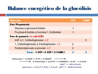 Balance energético de la glucólisis
Moléculas ATP NADH
Fase Preparatoria
Glucosa a glucosa-6-fosfato -1
Fructosa-6-fosfato a fructosa-1, 6-bifosfato -1
Fase de ganancia (x cada G3F)
G3F a 1, 3-bifosfoglicerato x 2 2
1, 3-bifosfoglicerato a 3-fosfoglicerato x 2 2
Fosfoenolpiruvato a piruvato x 2 2
Total : 4 ATP– 2 ATP+ 2 NADH= 2 2
 