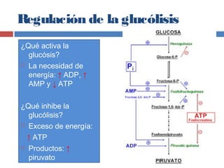 Regulación de la glucólisis
¿Qué activa la
glucósis?
 La necesidad de
energía: ↑ ADP, ↑
AMP y ↓ ATP
¿Qué inhibe la
glucólisis?
 Exceso de energía:
↑ ATP
 Productos: ↑
piruvato
 