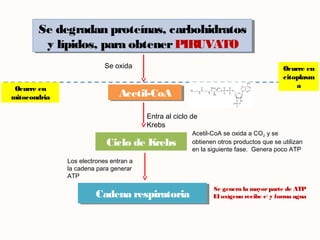 Se degradan proteínas, carbohidratos
y lípidos, para obtenerPIRUVATO
Se degradan proteínas, carbohidratos
y lípidos, para obtenerPIRUVATO
Acetil-CoAAcetil-CoA
Ciclo de Krebs
Cadena respiratoriaCadena respiratoria
Se oxida Ocurre en
citoplasm
a
Entra al ciclo de
Krebs
Acetil-CoA se oxida a CO2 y se
obtienen otros productos que se utilizan
en la siguiente fase. Genera poco ATP
Los electrones entran a
la cadena para generar
ATP
Ocurre en
mitocondria
Se genera la mayorparte de ATP
El oxígeno recibe e-
y forma agua
 