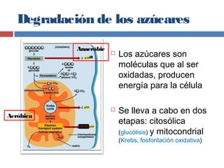 Degradación de los azúcares
 Los azúcares son
moléculas que al ser
oxidadas, producen
energía para la célula
 Se lleva a cabo en dos
etapas: citosólica
(glucólisis) y mitocondrial
(Krebs, fosforilación oxidativa)
Anaeróbic
a
Aeróbica
 