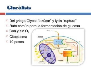 Glucólisis
 Del griego Glycos “azúcar” y lysis “ruptura”
 Ruta común para la fermentación de glucosa
 Con y sin O2
 Citoplasma
 10 pasos
 