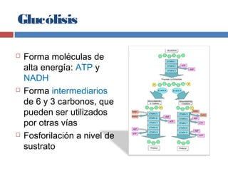 Glucólisis
 Forma moléculas de
alta energía: ATP y
NADH
 Forma intermediarios
de 6 y 3 carbonos, que
pueden ser utilizados
por otras vías
 Fosforilación a nivel de
sustrato
 