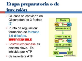Etapa preparatoria o de
inversión
 Glucosa se convierte en
Gliceraldehído 3-fosfato
(2)
 Punto de regulación:
formación de fructosa
1,6-difosfato.
IRREVERSIBLE
 Fosfofructoquinasa es
enzima clave. Es
inhibida por ATP
 Se invierte 2 ATP
 