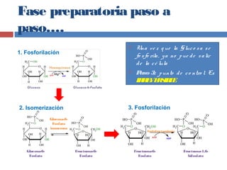 Fase preparatoria paso a
paso….
Glucosa-6-
Fosfato
isomerasa
Glucosa-6-
Fosfato
Fructuosa-6-
Fosfato
1. Fosforilación
2. Isomerización 3. Fosforilación
Fructuosa-6-
Fosfato
Fructuosa-1,6-
bifosfato
Fosfofructoquinasa
 Una ve z q ue la Gluco sa se
fo sfo rila, ya no pue de salir
de la cé lula
 Paso3: punto de co ntro l. Es
IRREVERSIBLE
 