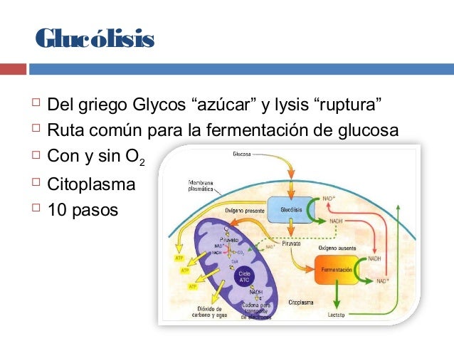 Glucolisis