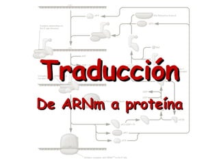 TraducciónTraducción
De ARNm a proteínaDe ARNm a proteína
 