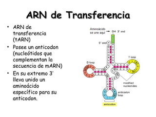 Marn Tarn Rarn Traducción Celular | PPT