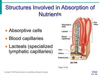 b19_file9_31312-digestionmarieb.ppt