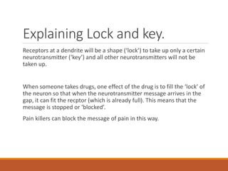 Explaining Lock and key.
Receptors at a dendrite will be a shape (‘lock’) to take up only a certain
neurotransmitter (‘key’) and all other neurotransmitters will not be
taken up.
When someone takes drugs, one effect of the drug is to fill the ‘lock’ of
the neuron so that when the neurotransmitter message arrives in the
gap, it can fit the recptor (which is already full). This means that the
message is stopped or ‘blocked’.
Pain killers can block the message of pain in this way.
 