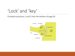 ‘Lock’ and ‘key’
Complete questions 1 and 2 from the bottom of page 63.
 