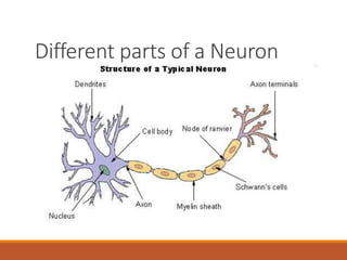 Different parts of a Neuron
 