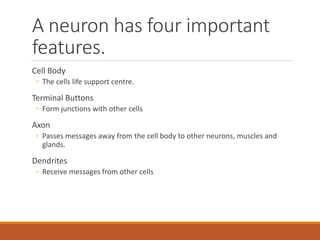 A neuron has four important
features.
Cell Body
◦ The cells life support centre.
Terminal Buttons
◦ Form junctions with other cells
Axon
◦ Passes messages away from the cell body to other neurons, muscles and
glands.
Dendrites
◦ Receive messages from other cells
 