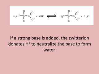 If a strong base is added, the zwitterion
donates H+ to neutralize the base to form
                   water.
 