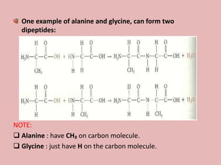 One example of alanine and glycine, can form two
  dipeptides:




NOTE:
 Alanine : have CH₃ on carbon molecule.
 Glycine : just have H on the carbon molecule.
 