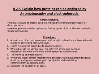 B 2.5 Explain how proteins can be analyzed by
           chromatography and electrophoresis.
                                Chromatography.
•Primary structure of protein can be identified by chromatography paper or
electrophoresis.
•However, protein must be hydrolyzed first by hydrochloric acid to successively
release amino acids.

                                     Procedure :
1.   A small spot of an unknown amino acid sample is placed in a solvent (eluent)
     placed in developing tank with cover.
2.   Eluent rises up the paper due to capillary action.
3.   When it meets the sample spot, the different amino acid partition
     themselves between the eluent and the paper to some extents
4.   The move up at different rates.
5.   When the eluent almost reach the top, the paper is removed from the tank,
     dried up, and sprayed with organic dyes (ninhydrin) to develop
     chromatogram by coloring acids.
6.   Compare the position of all spots.
 