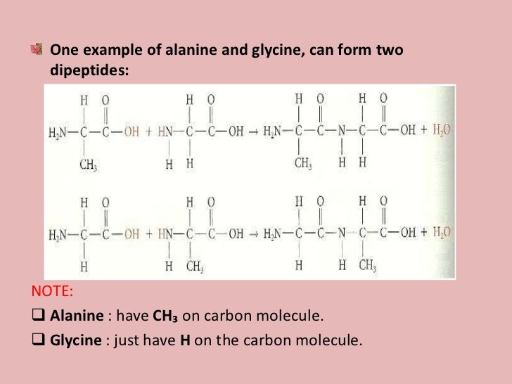 b1 b2 energy protein dipeptide and amino acid to form tripeptide