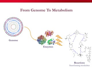 From Genome To Metabolism
Enzymes
Genome
Reactions
Transforming metabolites
 