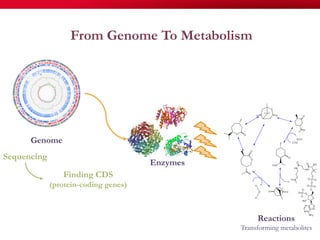From Genome To Metabolism
Finding CDS
(protein-coding genes)
Sequencing
Enzymes
Genome
Reactions
Transforming metabolites
 