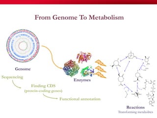 From Genome To Metabolism
Sequencing
Functional annotation
Finding CDS
(protein-coding genes)
Enzymes
Genome
Reactions
Transforming metabolites
 