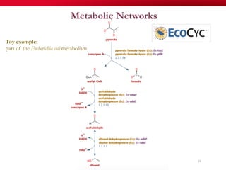 Metabolic Networks
18
Toy example:
part of the Escherichia coli metabolism
 