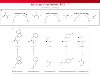 78
Aldoxime biosynthesis- PCI = 7
(conserved in 7 pathways)
 