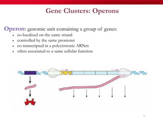 Gene Clusters: Operons
96
Operon: genomic unit containing a group of genes:
«  co-localised on the same strand
«  controlled by the same promoter
«  co-transcripted in a polycistronic ARNm
«  often associated to a same cellular function
 