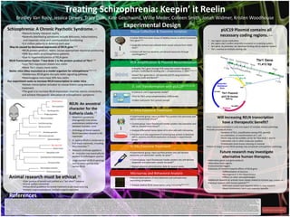 Treating Schizophrenia: Keepin’ it Reelin
Bradley Van Rooy, Jessica Dewey, Tracy Dinh, Kate Geschwind, Willie Meder, Colleen Smith, Jonah Widmer, Kristen Woodhouse
Schizophrenia: A Chronic Psychotic Syndrome. 1,2
•Patients falsely interpret reality
•Severely debilitating symptoms include delusions, hallucinations,
and impaired social and communicative functioning
•2.4 million patients in America each year
May be caused by decreased expression of RELN gene 3,4,5
•RELN protein product, reelin, causes appropriate neuronal positioning
•50% less reelin in schizophrenic patients
•Due to hypermethylation of RELN gene
RELN Transcription Factor: T-box brain 1 is the protein product of Tbr16,7,8
•Less Tbr1 expression means less reelin
•More Tbr1 means more reelin
Reeler mice (Mus musculus) as a model organism for schizophrenia9,10,11,12
•Deleterious RELN gene disrupts reelin signaling pathway
•Heterozygous mice have 50% less reelin
Our experiment seeks to increase RELN transcription in reeler mice
•Deliver transcription activator to mouse brains using exosome
treatment
•The goal is to increase RELN expression, improve neural connectivity,
and achieve therapeutic alleviation of schizophrenic symptoms
RELN: An ancestral
character for the
Eutheria clade.13
• Maximum parsimony
phylogenetic tree shows
evolutionary relationship
between humans, mice
• Orthologs of Homo sapiens
RELN have been located in 86
mammals.
• H. sapiens RELN is conserved in
9 of these mammals, including
Mus musculus.14
• Research methods applied in
M. musculus may eventually be
applied to orthologous species.
• Large number of RELN paralogs
exist in every species that
carries RELN.
pUC19 Plasmid contains all
necessary coding regions. 21,34
• rep region causes replication.
• bla region (Apr) confers ampicillin resistance as screening system.
• lacZ gene, its promoter, lac repressor binding site as reporter system.
• Tbr1 inserted at multiple cloning site.
Animal research must be ethical. 35
•Clear purpose of benefit and justified as a “last resort” measure
•Animal welfare maintained
•Follow IACUC guidelines for animal treatment as per www.iacuc.org
•Humane surgical procedures; multiple surgeries approved
1. Schizophrenia. (2014, January 24). Diseases and Conditions: Schizophrenia. Retrieved April 20, 2014, from http://www.mayoclinic.org/diseases-conditions/schizophrenia/basics/symptoms/con-20021077, 2. The Numbers Count: Mental Disorders in America. (n.d.). NIMH RSS. Retrieved April 20, 2014, from http://www.nimh.nih.gov/health/publications/the-numbers-count-mental-disorders-in-america/index.shtml#Schizophrenia, 3. Balthazart, J., Voigt, C., Boseret, G., & Ball, G. (2008). Expression of reelin, its receptors and its intracellular signaling protein, disabled-1 (dab-1) in the canary brain: Relationships with the
song control system. Journal of Neuroscience, 153(4), 944-962. Retrieved from http://www.ncbi.nlm.nih.gov/pmc/articles/PMC2836269, 4. Abdolmaleky, H. M., Cheng, K. H., Russo, A., Smith, C. L., Faraone, S. V., Wilcox, M., ... &Tsuang, M. T. (2005). Hypermethylation of the reelin (RELN) promoter in the brain of schizophrenic patients: a preliminary report. American Journal of Medical Genetics Part B: Neuropsychiatric Genetics, 134(1), 60-66. 5. Costa, E., Chen, Y., Davis, J., Dong, E., Noh, J. S., Tremolizzo, L., ... &Guidotti, A. (2002).REELIN and Schizophrenia. Molecular interventions, 2(1), 47. 6. TBR1 T-box, brain, 1 .Nbci
2014. Accessed at http://www.ncbi.nlm.nih.gov/gene/10716, 7. Robert F Hevner, Limin Shi, Nick Justice, Yi-Ping Hsueh. Tbr1 Regulates Differentiation of the Preplate and Layer 6. Neuron. Volume 29, Issue 2, February 2001, Pages 353–366 http://www.sciencedirect.com/science/article/pii/S0896627301002112, 8. The human reelin gene: Transcription factors (+), repressors (−) and the methylation switch (+/−) in schizophrenia. Dennis R. Grayson, et al. Pharmacology & Therapeutics 111 (2006) 272–286. Accessed at http://champagnelab.psych.columbia.edu/docs/marija4.pdf, 9. Katsuyama, Yu. Terashima, Toshio.
“Developmental anatomy of reeler mutant mouse.” Development, Growth, & Differentiation. 51.3 (2009): 271-286. Web. 24 April. 2014. 10. Badea, Alexandra. et. al. “Developmental anatomy of reeler mutant mouse.” NeuroImage. 34.4 (2007): 1363-1374. Web. 24 April. 2014. 11. Fatemi, S. H. “Reelin mutations in mouse and man: from reeler mouse to schizophrenia, mood disorders, autism and lissencephaly.” Molecular Psychiatry. 6.2 (2001): 129-133. Web. 24 April. 2014. 12. The Jackson Laboratory http://www.jax.org/, 13. Song, S., Liu, L., Edwards, S., & Wu, S. (2012). Resolving conflict in eutherian mammal
phylogeny using phylogenomics and the multispecies coalescent model. PNAS, 109(37), 14942-14947. Retrieved from http://www.pnas.org/content/109/37/14942.long, 14. RELN reelin [ homo sapiens (human) ]. (2014, April 21). Retrieved from http://www.ncbi.nlm.nih.gov/gene/5649, 15. Rice, G. DNA Extraction. Montana State University, Microbial Life Educational Resources. Carleton.edu 14 December 2013, 16. Mortlock, D., Nelson, M., Innis, J., 2014. An efficient method for isolating putative promoters and 5’ -transcribed sequences from large genomic clones. Genome Research 1996, 327, 17. The immunogenicity
of dendritic cell-derived exosomes. Quah BJ1, O'Neill HC. Blood Cells Mol Dis. 2005 Sep-Oct;35(2):94-110. Accessed at http://www.ncbi.nlm.nih.gov/pubmed/15975838., 18. Purification, Characterization and Biological Significance of Tumor-derived Exosomes. Kenichiro Koga, et al. Graduate School of Medical Sciences, Kyushu University, Fukuoka, Japan. ANTICANCER RESEARCH 25: 3703-3708 (2005). http://ar.iiarjournals.org/content/25/6A/3703.full.pdf, 19. Primers/Oligos, Cloning and Gene Synthesis, www.lifetechnologies.com, 20. PCR: Introduction. (n.d.). NCBI. Retrieved April 22, 2014, from
http://www.ncbi.nlm.nih.gov/genome/probe/doc/TechPCR.shtml, 21. Han, Y., Chen, L., Guan, L., He, S., 2014. Inverse PCR-Based method for isolating novel SINEs from genome. Molecular Biotechnology 56, 296–304. doi:10.1007/s12033-013-9708-y, 22. Lodish H, Berk A, Zipursky SL, et al. Molecular Cell Biology. 4th edition. New York: W. H. Freeman; 2000. Section 7.1, DNA Cloning with Plasmid Vectors. Available from: http://www.ncbi.nlm.nih.gov/books/NBK21498, 23. DNA ligation. (n.d.). Retrieved from https://www.addgene.org/plasmid_protocols/DNA_ligation/, 24. Nallamsetty, S., Waugh, D., 2007. A generic
protocol for the expression and purification of recombinant proteins in Escheria coli using a combinatorial His6-matose binding protein fusion tag. Nature Protocols 2, 383–391. doi:10.1038/nprot.2007.50, 25. Cabrita, L., Dai, W., Bottomley, S., 2006. A family of E. coli expression vectors for laboratory scale and high throughput soluble protein production. BMC Biotechnol.6, 12. doi:10.1186/1472-6750-6-12, 26. Hartley, J., Temple, G., Brasch, M., 2000. DNA cloning using in vitro site-specific recombination. Genome Research 10, 1788–1795., 27. Griffiths AJF, Gelbart WM, Miller JH, et al. Modern Genetic Analysis. New
York: W. H.Freeman; 1999. Bacterial Transformation. 28. Delivery of siRNA to the mouse brain by systemic injection of targeted exosomes. Alvarez-Erviti L1, Seow Y, Yin H, Betts C, Lakhal S, Wood MJ. Nat Biotechnol. 2011 Apr;29(4):341-5. doi: 10.1038/nbt.1807. Epub 2011 Mar 20. http://www.ncbi.nlm.nih.gov/pubmed/21423189, 29. NIH awards University of Chicago $1.5 million to study novel therapy for multiple sclerosis. Kevin Jiang. UChicagoNews. SEPTEMBER 18, 2013.http://news.uchicago.edu/article/2013/09/18/nih-awards-university-chicago-15-million-study-novel-therapy-multiple-sclerosis, 30. Soverchia, L.,
Ubaldi, M., Leonardi‐Essmann, F., Ciccocioppo, R., &Hardiman, G. (2005).Microarrays‐The Challenge of Preparing Brain Tissue Samples. Addiction biology, 10(1), 5-13. 31. Hegde, P., Qi, R., Abernathy, K., Gay, C., Dharap, S., Gaspard, R., ... &Quackenbush, J. (2000).A concise guide to cDNA microarray analysis. Biotechniques, 29(3), 548-563. 32. Matsuki, T., Hori, G., &Furuichi, T. (2005).Gene expression profiling during the embryonic development of mouse brain using an oligonucleotide-based microarray system. Molecular brain research, 136(1), 231-254. 33. Sato, N., Fukushima, N., Chang, R., Matsubayashi, H., &Goggins,
M. (2006). Differential and Epigenetic Gene Expression Profiling Identifies Frequent Disruption of the RELN Pathway in Pancreatic Cancers. Gastroenterology, 130(2), 548-565, 34. pUC19 vector. (n.d.). Retrieved from http://www2.le.ac.uk/departments/genetics/genie/images/project-related-images/pUC19.jpg/view, 35. American Psychological Association. (2012, February 24).Guidelines for ethical conduct in the care and use of nonhuman animals in research. Retrieved from https://www.apa.org/science/leadership/care/guidelines.aspx?item=1, 36. "Trials of War Criminals before the Nuremberg Military Tribunals under
Control Council Law No. 10", Vol. 2, pp. 181-182. Washington, D.C.: U.S. Government Printing Office, 1949. Accessed at http://www.hhs.gov/ohrp/archive/nurcode.html , 37. Department of Health, Education, and Welfare. The National Commission for the Protection of Human Subjects of Biomedical and Behavioral Research Sess. (1979) Washington, D.C. IMAGE CREDITS: Experimental design images retrieved from: http://pegstookey.legacycentered.com/files/2013/03/Brain-clipart.png, http://pixabay.com/p-296581/?no_redirect,
http://sweetclipart.com/multisite/sweetclipart/files/dna_black.png, http://upload.wikimedia.org/wikipedia/commons/0/07/Protein_HBZ_PDB_1jeb.png, http://www.clker.com/cliparts/B/o/K/L/E/9/cho-cell-petri-dish2-hi.png, http://www.ipharmd.net/images/blue_filled_syringe.png, http://anniehalliday.com/biopics/composite/microarray.jpg. Phylogenetic Tree adapted from http://www2.le.ac.uk/departments/genetics/genie/images/project-related-images/pUC19.jpg/image_preview. Plasmid image adapted from http://filebox.vt.edu/users/chagedor/biol_4684/Methods/transformed.gif. Tbr1 gene image adapted
from http://www.ncbi.nlm.nih.gov/gene/10716.
Future research may investigate
alternative human therapies.
•Alternative genes and gene products
•Alternative brain regions
•Environmental triggers
•Extension of research towards effects of RELN gene
•Differentiation of neurons
•Neurogenesis in the hippocampus
•Effects on other neuropathologies
•Additional research on animals more closely related to humans (pigs, monkeys, etc.)
•Eventual research with human patients36,37
•Informed consent and required ability to stop research
•Avoid unnecessary harm and maximize benefits
Will increasing RELN transcription
have a therapeutic benefit?
•Poor neuronal orientation is only one aspect of complex disease pathology
•Possible procedural errors:
•Isolation of Tbr1, amplification during PCR, plasmid
recombination, or transformation of E. coli
•DCDE may not be suitable carrier for Tbox brain 1 due to
unforeseen size or other molecular qualities
•Problematic brain tissue culturing or removal
•Failure to target correct RELN paralog may complicate schizophrenic pathology
Tissue Collection & Exosome Isolation
• Isolate DNA from brain tissue of healthy mouse to obtain functional
Tbr1 gene15,16
• Surgically remove and cultivate brain tissue cultures from reeler
mice17
• Extract self-derived dendrite cell-derived exosomes through
centrifugation18
PCR Amplification & Plasmid Recombination
• Amplify Tbr1 gene through PCR using two custom-designed
primers: EcoRI/BamHI binding site + complementary 3’ DNA19,20,21,22
•Insert Tbr1 gene into E. coli plasmid pUC19 using restriction
enzymes EcoRI and BamHI23
E. coli Transformation with pUC1923,24,25,26
• Culture E. coli in appropriate media27
•Test for Tbr1 using complementary cDNA probe
•Collect and purify Tbr1 protein sample
In Vitro Exosome Treatment
• Experimental group: inject purified Tbr1 protein into exosomes and
add to cultured brain tissue28
• Control group: inject fluorescent marker protein into exosomes and
add to cultured brain tissue28
• Analyze differential transcription of in vitro cells with microarray.
• Proceed to in situ experiment if control group protein is detected
within neurons and RELN expression increased in experimental
group
In Situ Exosome Treatment
• Experimental group: inject purified protein into self-derived
exosomes and administer nasally via spray29
• Control group: inject fluorescent marker protein into self-derived
exosomes and administer nasally via spray29
• Repeat exosome administration daily for several weeks
Microarray and Behavioral Analysis
• Record observations of mice behaviors and schizophrenia-
resembling symptoms
• Analyze relative RELN transcription using microarray30,31,32,33
Experimental Design
References
BIOL 2002 – Section 1; Team 10; Spring 2014
Tbr1 Gene
11,412 bp
 