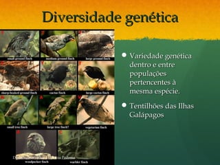 Diversidade genéticaDiversidade genética
 Variedade genéticaVariedade genética
dentro e entredentro e entre
populaçõespopulações
pertencentes àpertencentes à
mesma espécie.mesma espécie.
 Tentilhões das IlhasTentilhões das Ilhas
GalápagosGalápagos
Direitos reservados a Cristina Pedrosa
 