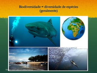 Biodiversidade = diversidade de espéciesBiodiversidade = diversidade de espécies
(geralmente)(geralmente)
Direitos reservados a Cristina Pedrosa
 