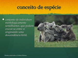 conceito de espécieconceito de espécie
 conjunto de indivíduosconjunto de indivíduos
morfologicamentemorfologicamente
semelhantes, que podemsemelhantes, que podem
cruzar-se entre sicruzar-se entre si
originando umaoriginando uma
descendência fértil.descendência fértil.
Direitos reservados a Cristina Pedrosa
 