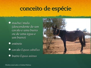 conceito de espécieconceito de espécie
 macho/mulamacho/mula
(descendente de um(descendente de um
cavalo e uma burracavalo e uma burra
ou de uma égua eou de uma égua e
um burro)um burro)
 estéreisestéreis
 cavalocavalo Equus caballusEquus caballus
 burroburro Equus asinusEquus asinus
Direitos reservados a Cristina Pedrosa
 