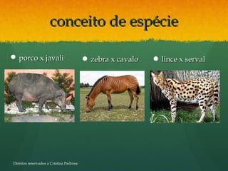 conceito de espécieconceito de espécie
 porco x javaliporco x javali  zebra x cavalozebra x cavalo  lince x servallince x serval
Direitos reservados a Cristina Pedrosa
 