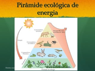 Pirâmide ecológica dePirâmide ecológica de
energiaenergia
Direitos reservados a Cristina Pedrosa
 