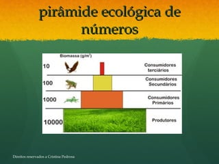 pirâmide ecológica depirâmide ecológica de
númerosnúmeros
Direitos reservados a Cristina Pedrosa
 