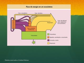Direitos reservados a Cristina Pedrosa
 