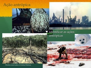  identificar as açõesidentificar as ações
antrópicasantrópicas
Ação antrópica
Direitos reservados a Cristina Pedrosa
 