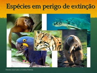 Espécies em perigo de extinçãoEspécies em perigo de extinção
Direitos reservados a Cristina Pedrosa
 