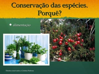 Conservação das espécies.Conservação das espécies.
Porquê?Porquê?
 alimentaçãoalimentação
Direitos reservados a Cristina Pedrosa
 