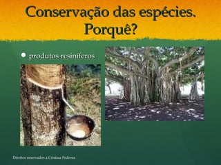 Conservação das espécies.Conservação das espécies.
Porquê?Porquê?
 produtos resiníferosprodutos resiníferos
Direitos reservados a Cristina Pedrosa
 