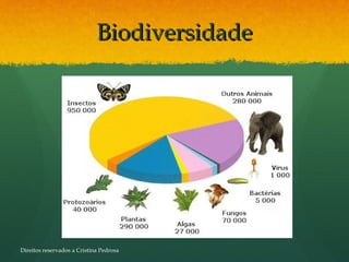 BiodiversidadeBiodiversidade
Direitos reservados a Cristina Pedrosa
 