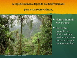 A espécie humana depende da BiodiversidadeA espécie humana depende da Biodiversidade
para a sua sobrevivênciapara a sua sobrevivência..
 Floresta húmida –Floresta húmida –
Nova GuinéNova Guiné
 ExcelentesExcelentes
exemplos deexemplos de
biodiversidadebiodiversidade
(maior nas zonas(maior nas zonas
tropicais do quetropicais do que
nas temperadas)nas temperadas)
Direitos reservados a Cristina Pedrosa
 