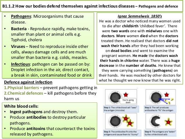 Science Revision KS3 Cells Human Body