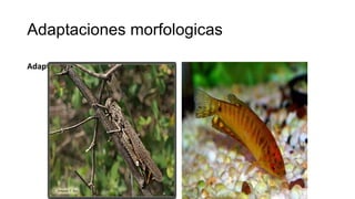 Adaptaciones morfologicas
Adaptaciones morfologicas Adaptaciones fisiologicas
 