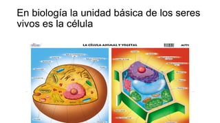 En biología la unidad básica de los seres
vivos es la célula
 