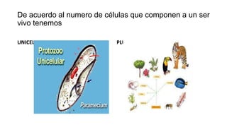 De acuerdo al numero de células que componen a un ser
vivo tenemos
UNICELULARES PLURICELULARES
 